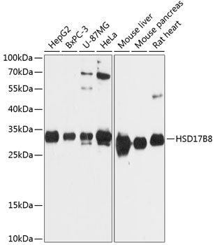 HSD17B8 Rabbit pAb