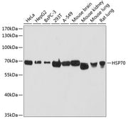HSP70 Rabbit pAb
