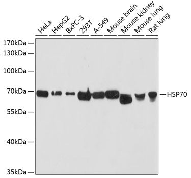 HSP70 Rabbit pAb