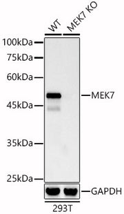 [KO Validated] MEK7 Rabbit mAb