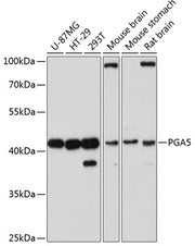 PGA5 Rabbit pAb
