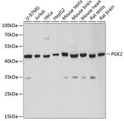 PGK2 Rabbit pAb