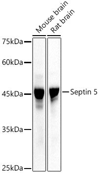 Septin 5 Rabbit pAb