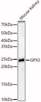 GPX3 Rabbit pAb