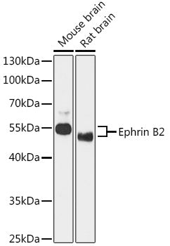 Ephrin B2 Rabbit pAb