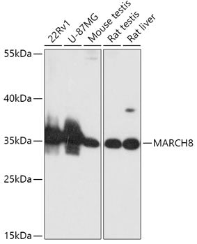 MARCH8 Rabbit pAb