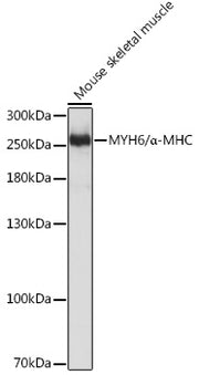 MYH6/α-MHC Rabbit pAb