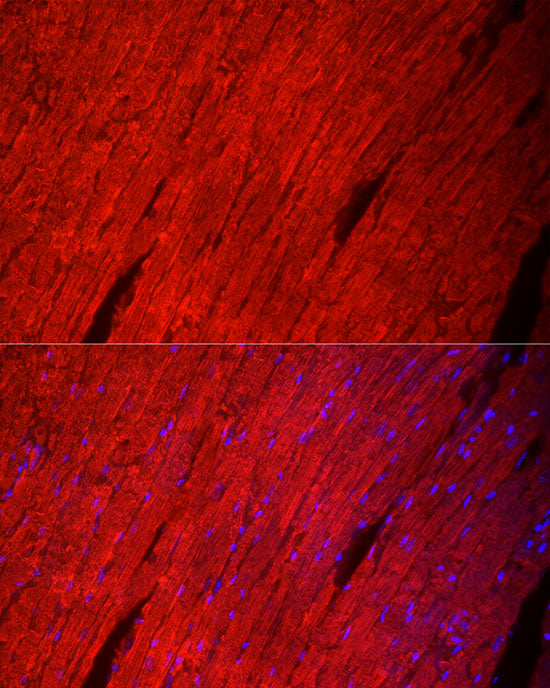 MYH6/α-MHC Rabbit pAb