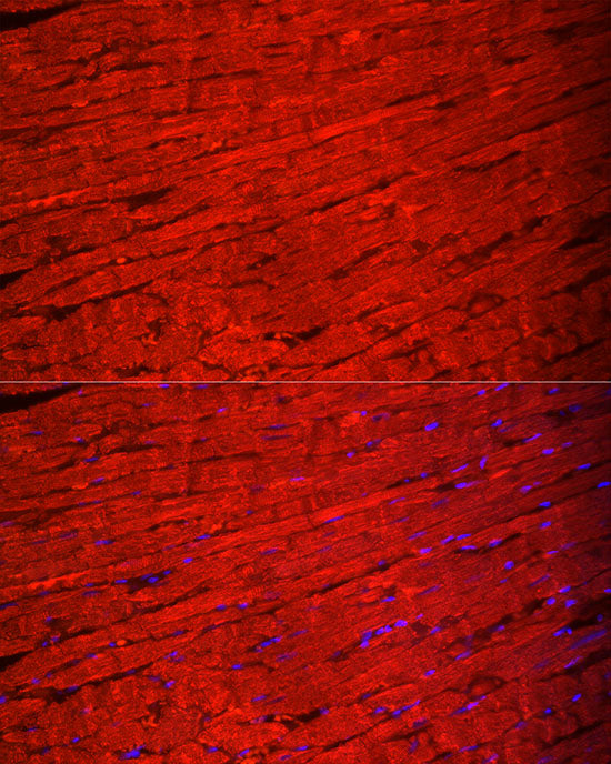 MYH6/α-MHC Rabbit pAb