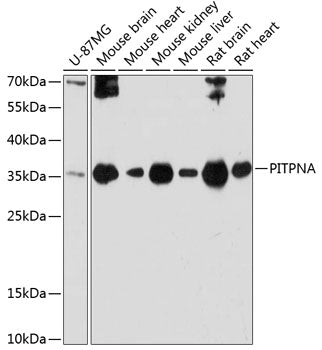 PITPNA Rabbit pAb