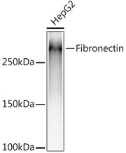 Fibronectin Rabbit mAb