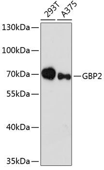 GBP2 Rabbit pAb