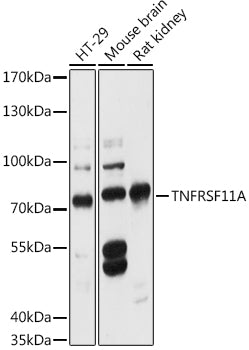 TNFRSF11A Rabbit pAb