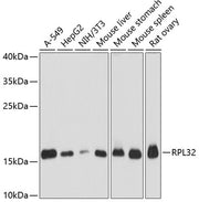 RPL32 Rabbit pAb