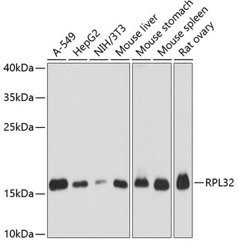 RPL32 Rabbit pAb