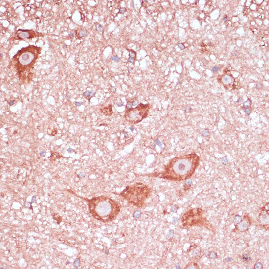 RPL32 Rabbit pAb