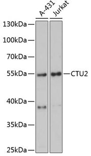 CTU2 Rabbit pAb