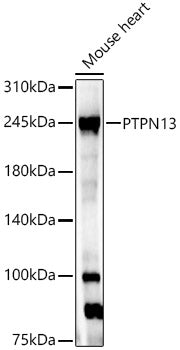 PTPN13 Rabbit pAb