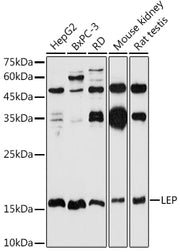 Leptin Rabbit pAb