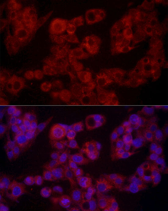 Leptin Rabbit pAb