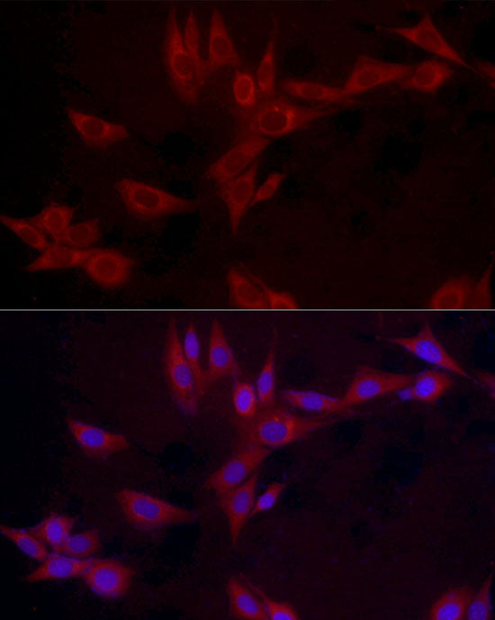 Leptin Rabbit pAb