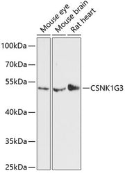 CSNK1G3 Rabbit pAb
