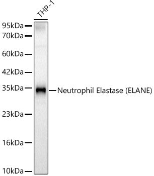 Neutrophil Elastase (ELANE) Rabbit pAb