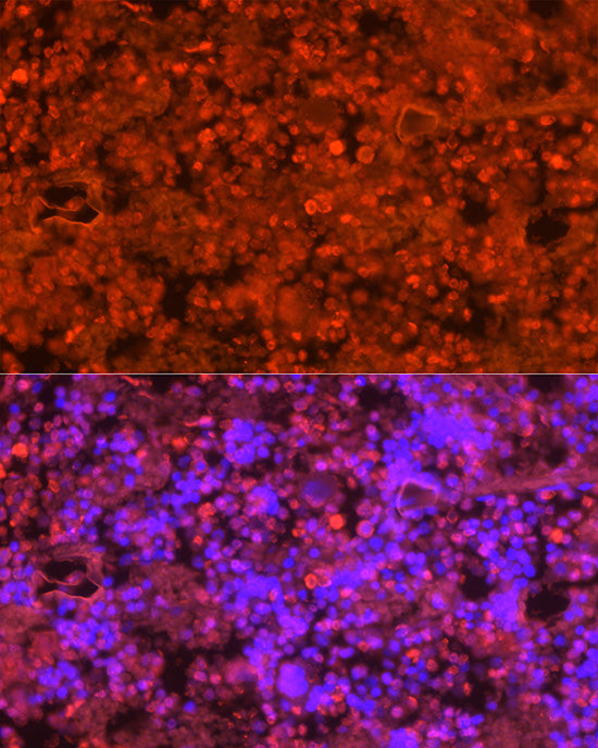 Neutrophil Elastase (ELANE) Rabbit pAb