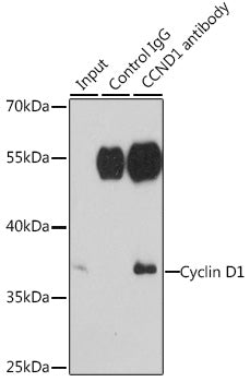 Cyclin D1 Rabbit pAb