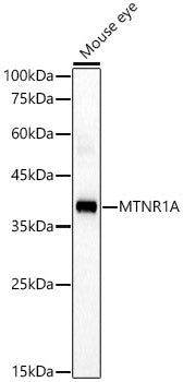 MTNR1A Rabbit pAb