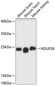 NDUFS8 Rabbit pAb