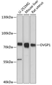 OVGP1 Rabbit pAb