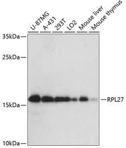RPL27 Rabbit pAb