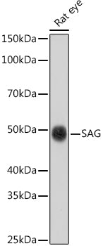 SAG Rabbit pAb