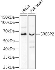 SREBP2 Rabbit pAb