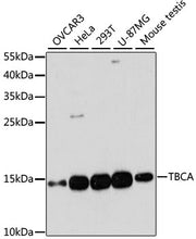 TBCA Rabbit pAb
