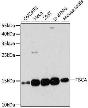 TBCA Rabbit pAb