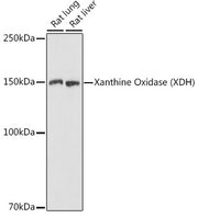 Xanthine Oxidase (XDH) Rabbit pAb