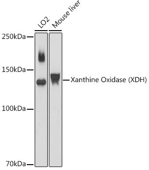 Xanthine Oxidase (XDH) Rabbit pAb