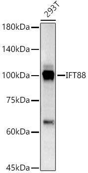 IFT88 Rabbit pAb