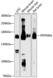 PITPNM1 Rabbit pAb