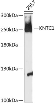 KNTC1 Rabbit pAb