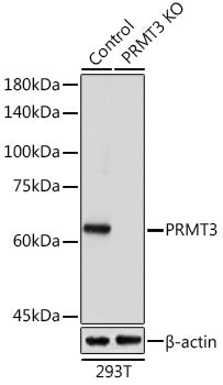 [KO Validated] PRMT3 Rabbit pAb