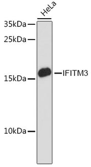 [KO Validated] IFITM3 Rabbit pAb