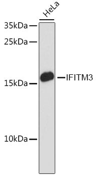 [KO Validated] IFITM3 Rabbit pAb