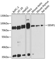 SENP1 Rabbit pAb