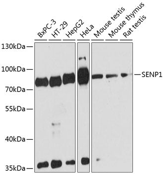 SENP1 Rabbit pAb