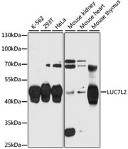 LUC7L2 Rabbit pAb