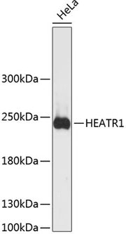HEATR1 Rabbit pAb