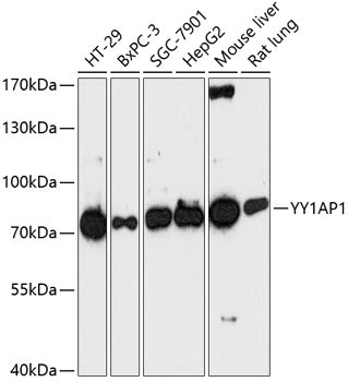 YY1AP1 Rabbit pAb